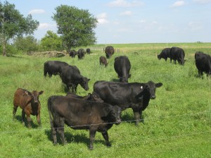 Black Angus