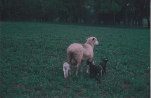 Baby lambs